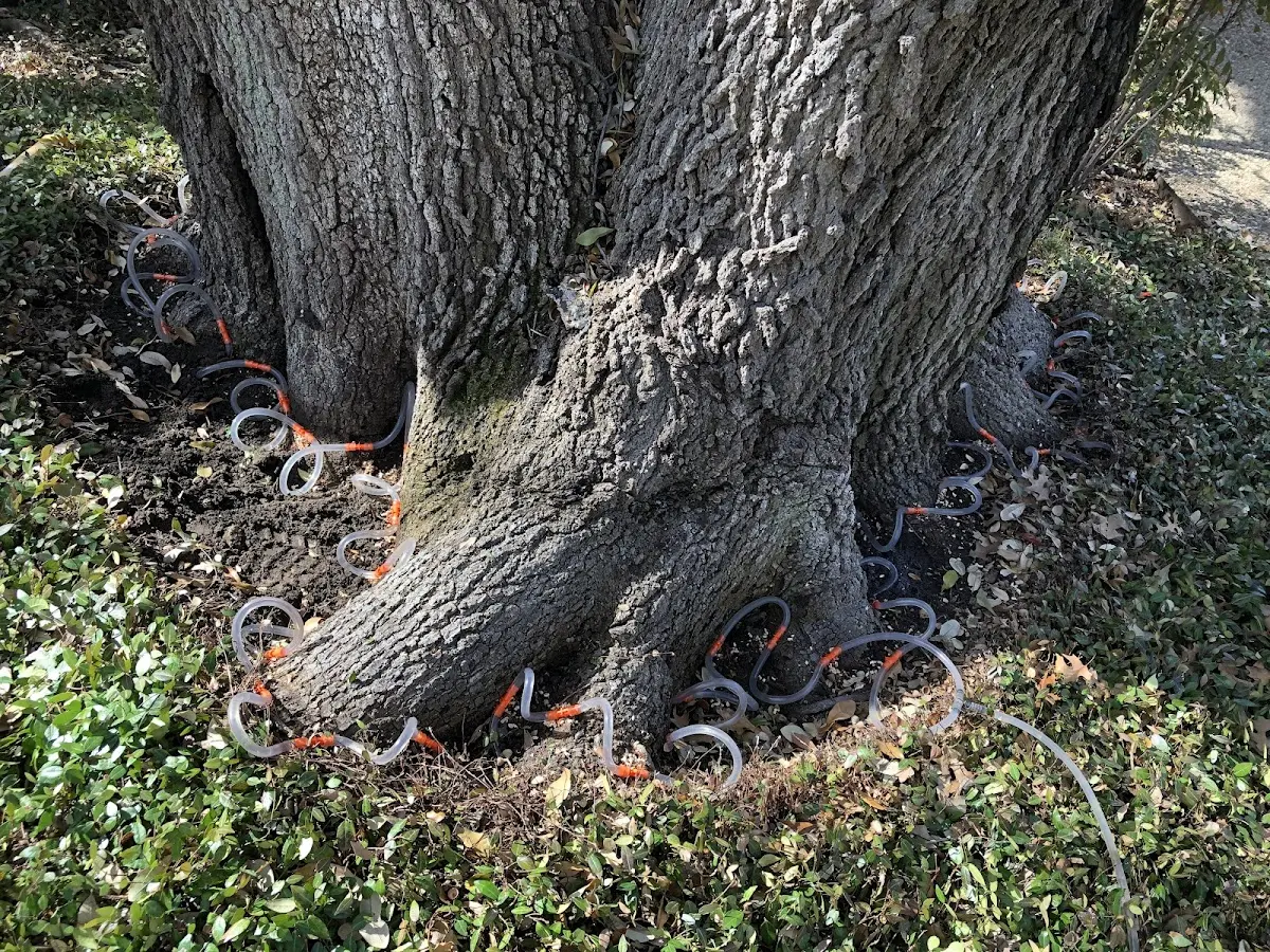 Detailed Tree Cabling and Bracing job site in Munday