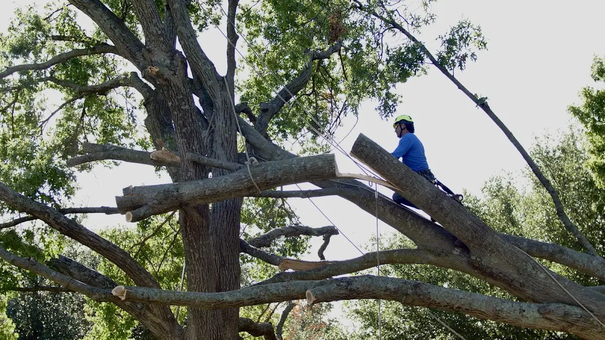 Professional Crown Thinning performed by certified arborists in Munday