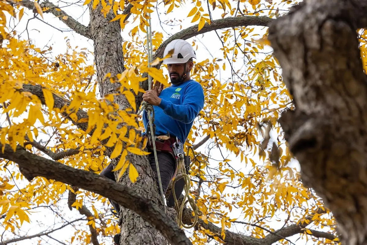 Skilled Tree Transplanting crew working in Munday